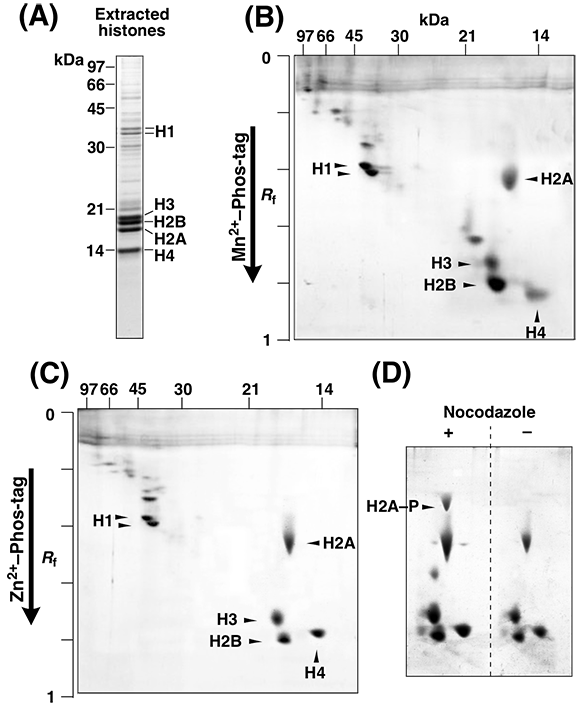 histone H2A